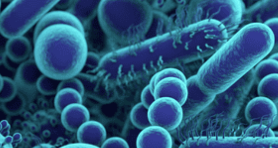 Microbiota